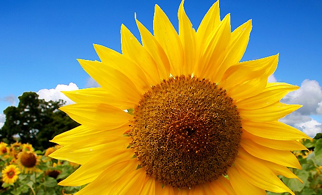 sunflowers2